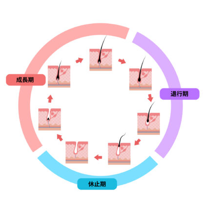 毛周期について